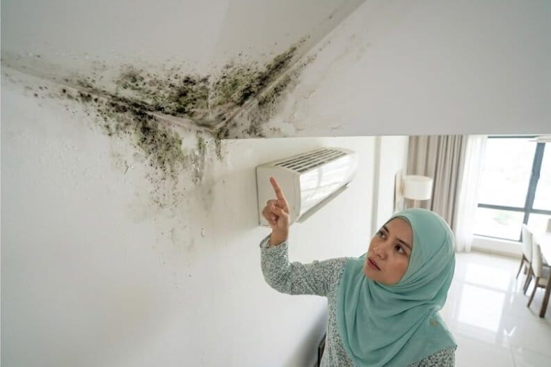Professional Mould Removal